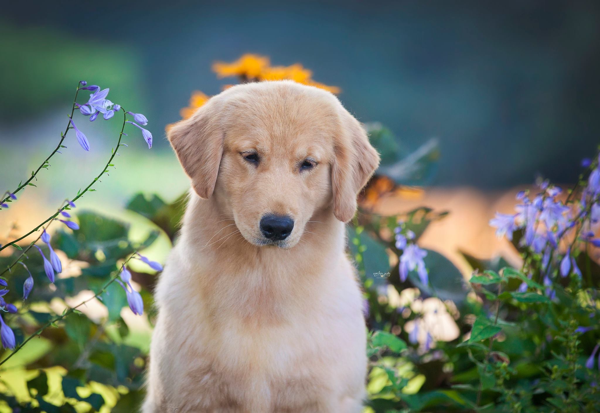 Sun Golden - Golden Retrievers