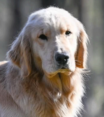 Sun Golden - Golden Retrievers